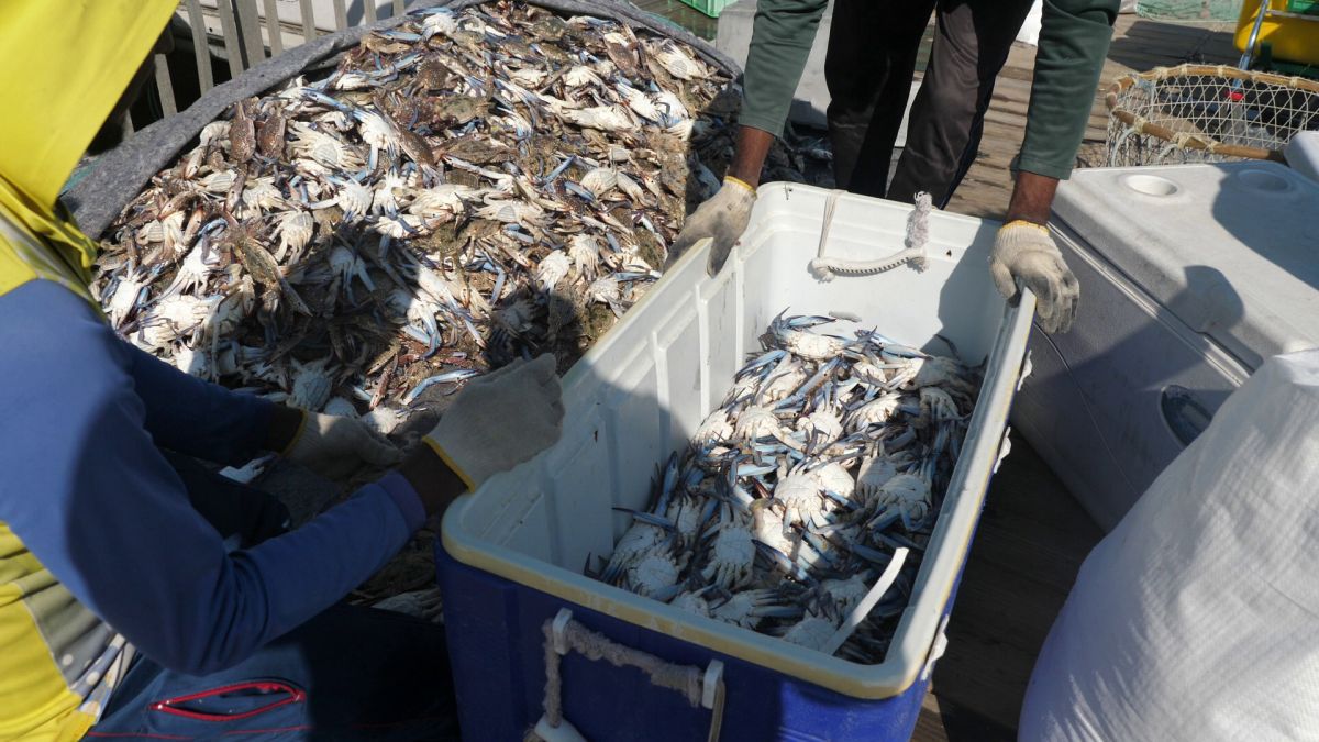 La pescuit de crabi în Doha