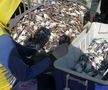 Am asistat la ritualul aducerii, scoaterii și spălării crabilor în Piața de Pește din Doha » Câți bani au încasat pescarii indieni pentru captura de jumătate de tonă, într-o zi de muncă