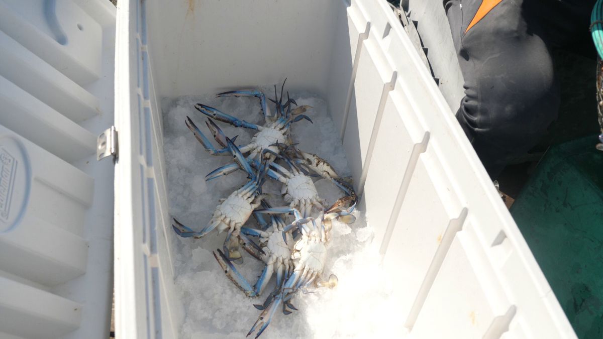 La pescuit de crabi în Doha