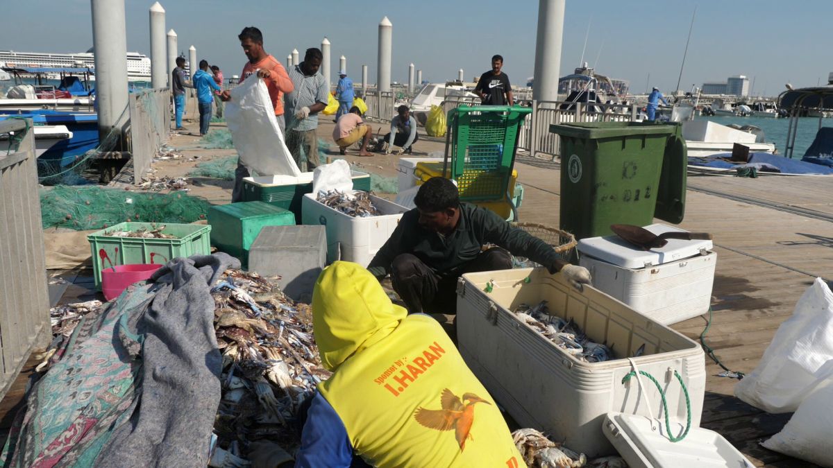 Am asistat la ritualul aducerii, scoaterii și spălării crabilor în Piața de Pește din Doha » Câți bani au încasat pescarii indieni pentru captura de jumătate de tonă, într-o zi de muncă