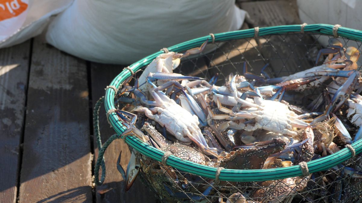 Am asistat la ritualul aducerii, scoaterii și spălării crabilor în Piața de Pește din Doha » Câți bani au încasat pescarii indieni pentru captura de jumătate de tonă, într-o zi de muncă