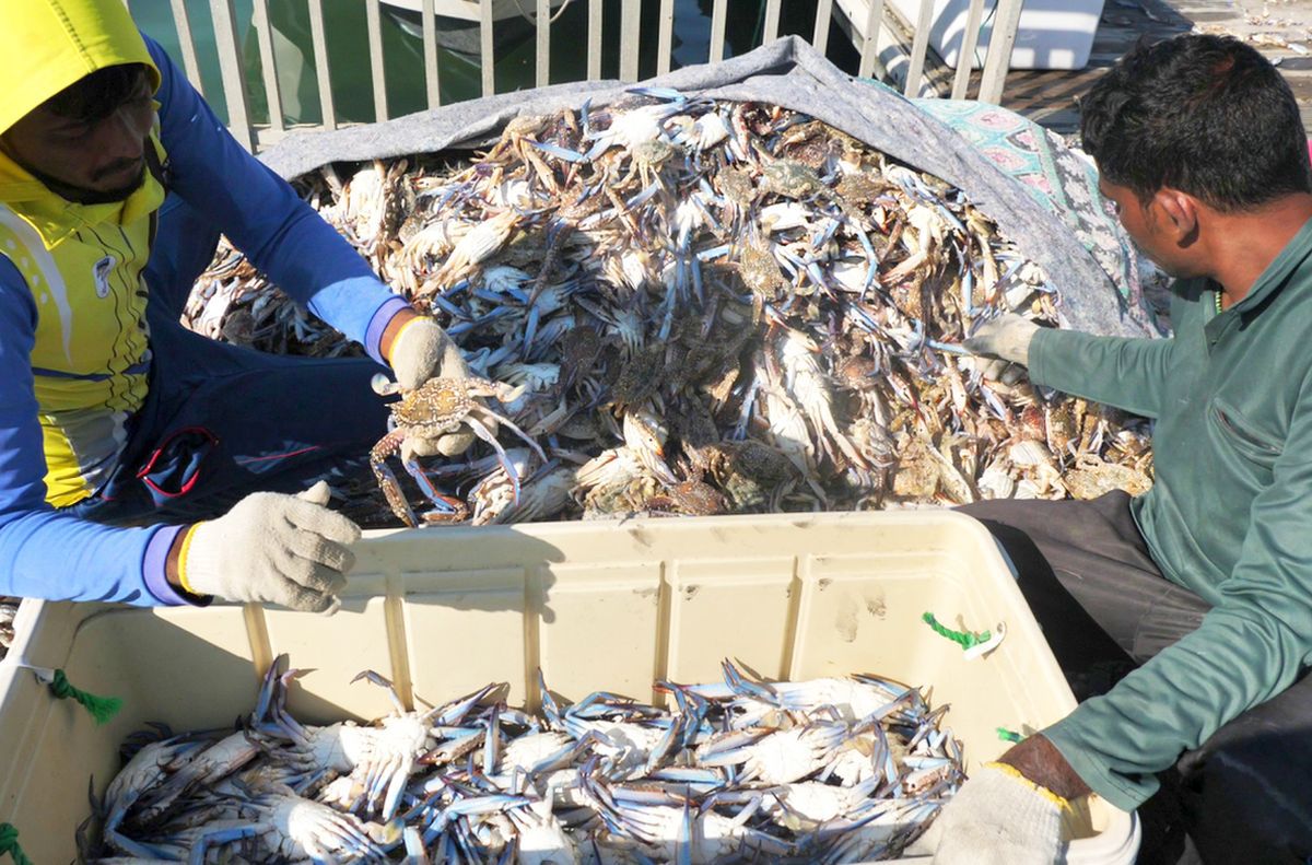 Am asistat la ritualul aducerii, scoaterii și spălării crabilor în Piața de Pește din Doha » Câți bani au încasat pescarii indieni pentru captura de jumătate de tonă, într-o zi de muncă