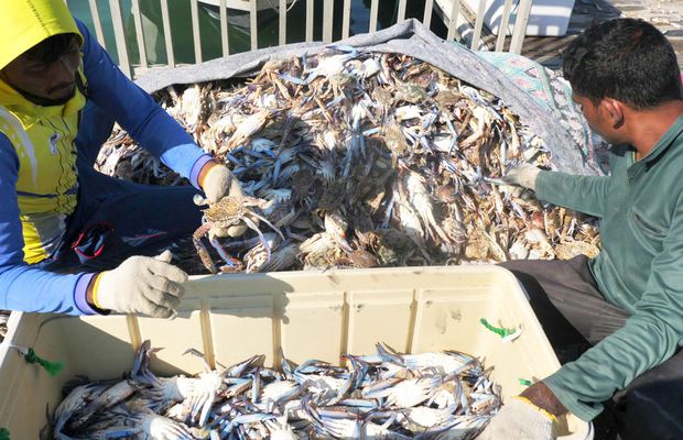 Am asistat la ritualul aducerii, scoaterii și spălării crabilor în Piața de Pește din Doha » Câți bani au încasat pescarii indieni pentru captura de jumătate de tonă, într-o zi de muncă