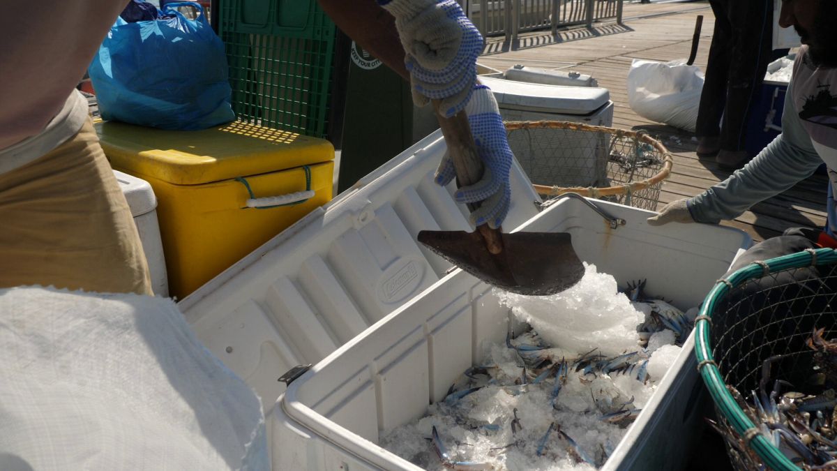Am asistat la ritualul aducerii, scoaterii și spălării crabilor în Piața de Pește din Doha » Câți bani au încasat pescarii indieni pentru captura de jumătate de tonă, într-o zi de muncă