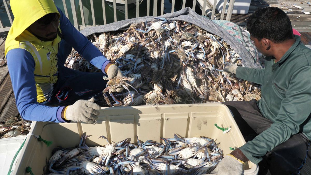 Am asistat la ritualul aducerii, scoaterii și spălării crabilor în Piața de Pește din Doha » Câți bani au încasat pescarii indieni pentru captura de jumătate de tonă, într-o zi de muncă