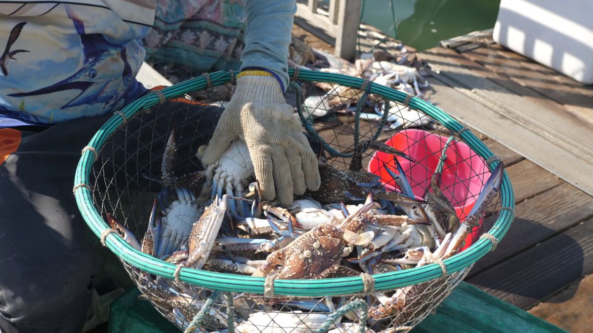 La pescuit de crabi în Doha