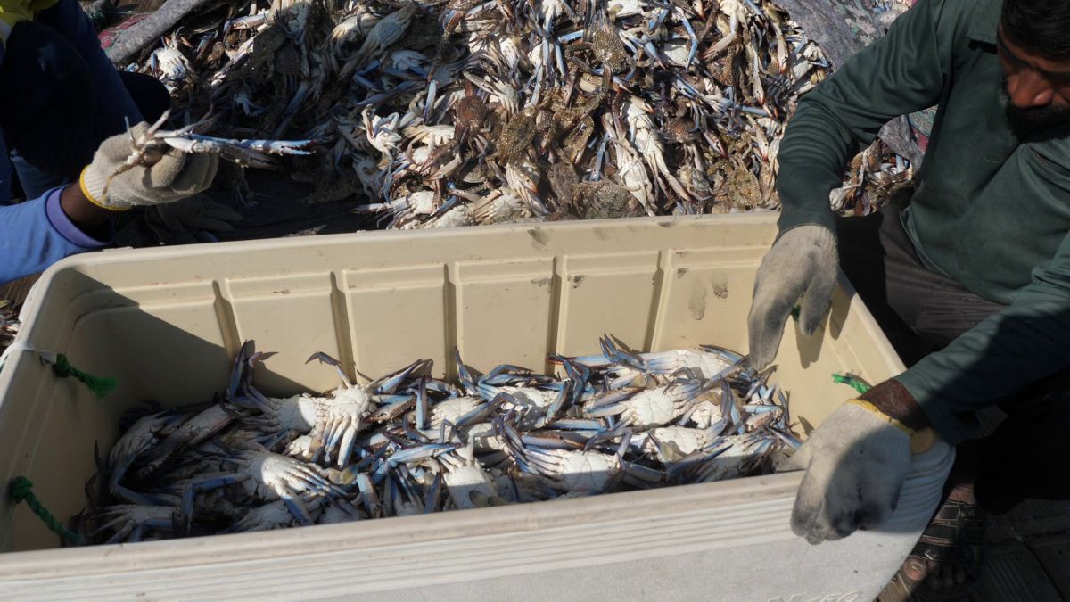 Am asistat la ritualul aducerii, scoaterii și spălării crabilor în Piața de Pește din Doha » Câți bani au încasat pescarii indieni pentru captura de jumătate de tonă, într-o zi de muncă