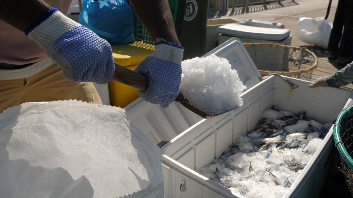 La pescuit de crabi în Doha