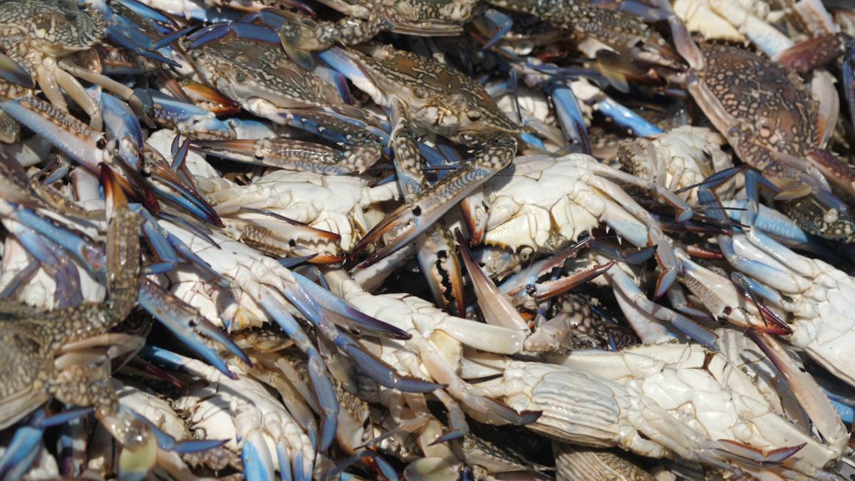 Am asistat la ritualul aducerii, scoaterii și spălării crabilor în Piața de Pește din Doha » Câți bani au încasat pescarii indieni pentru captura de jumătate de tonă, într-o zi de muncă