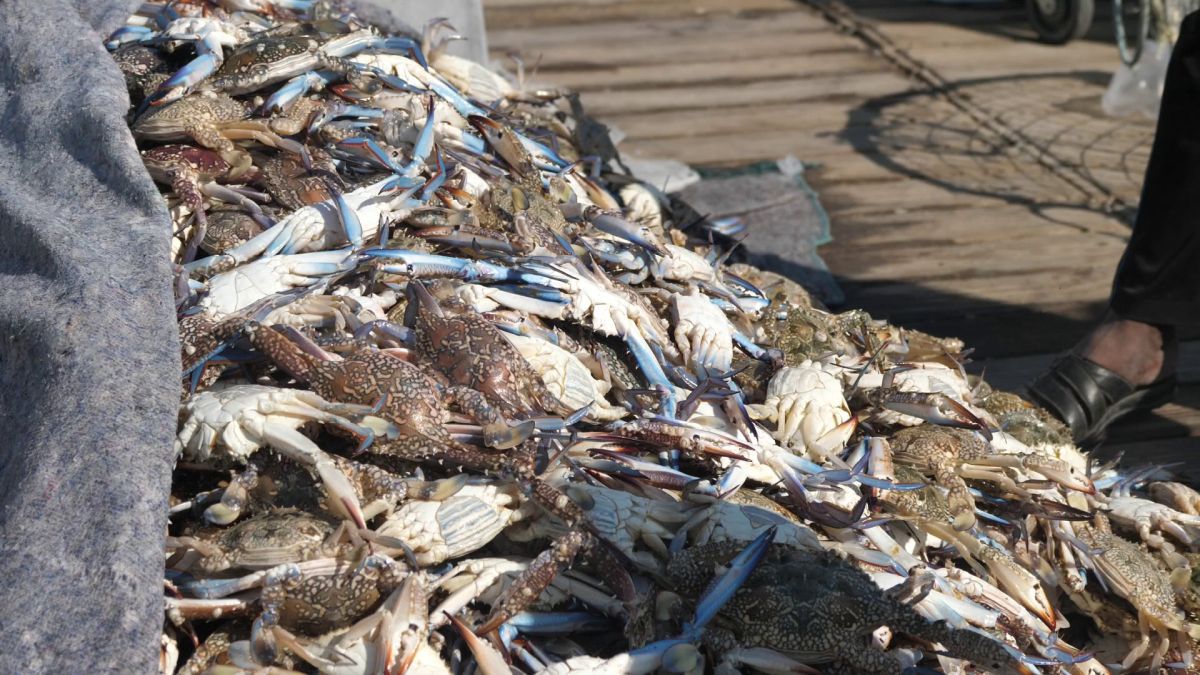 Am asistat la ritualul aducerii, scoaterii și spălării crabilor în Piața de Pește din Doha » Câți bani au încasat pescarii indieni pentru captura de jumătate de tonă, într-o zi de muncă