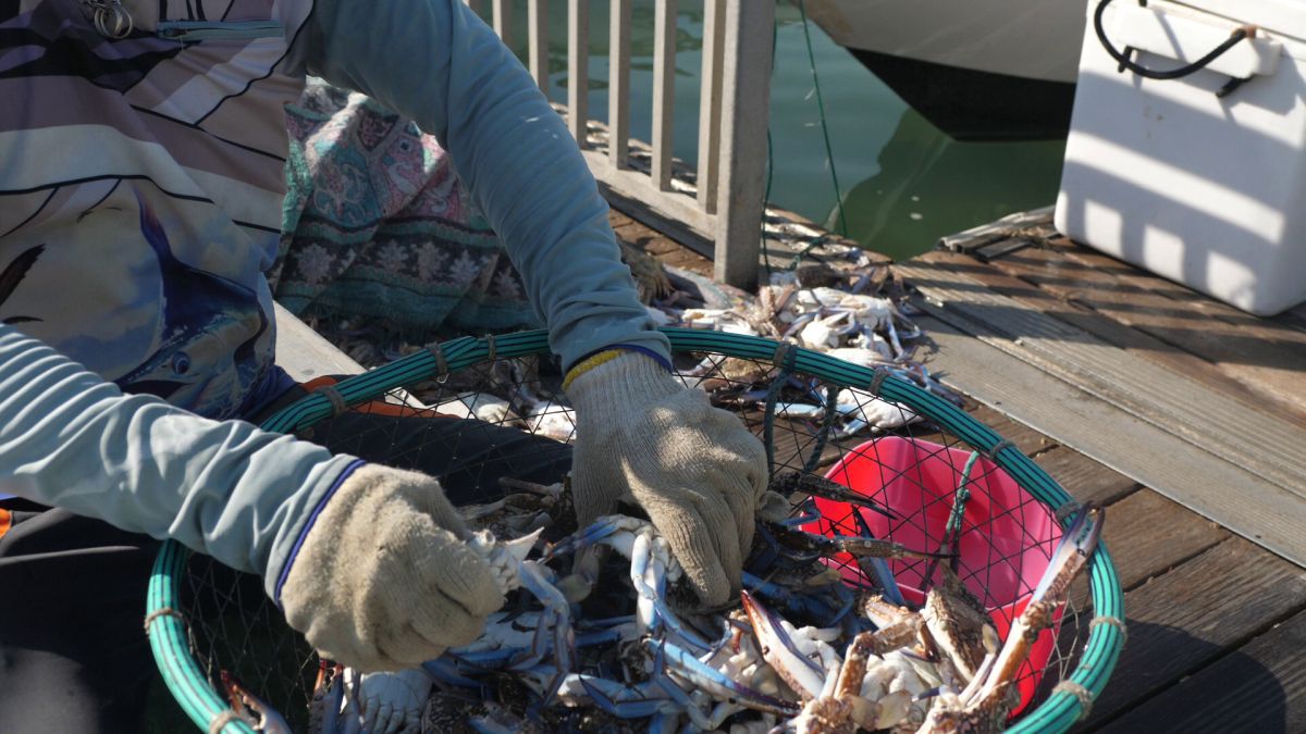 Am asistat la ritualul aducerii, scoaterii și spălării crabilor în Piața de Pește din Doha » Câți bani au încasat pescarii indieni pentru captura de jumătate de tonă, într-o zi de muncă