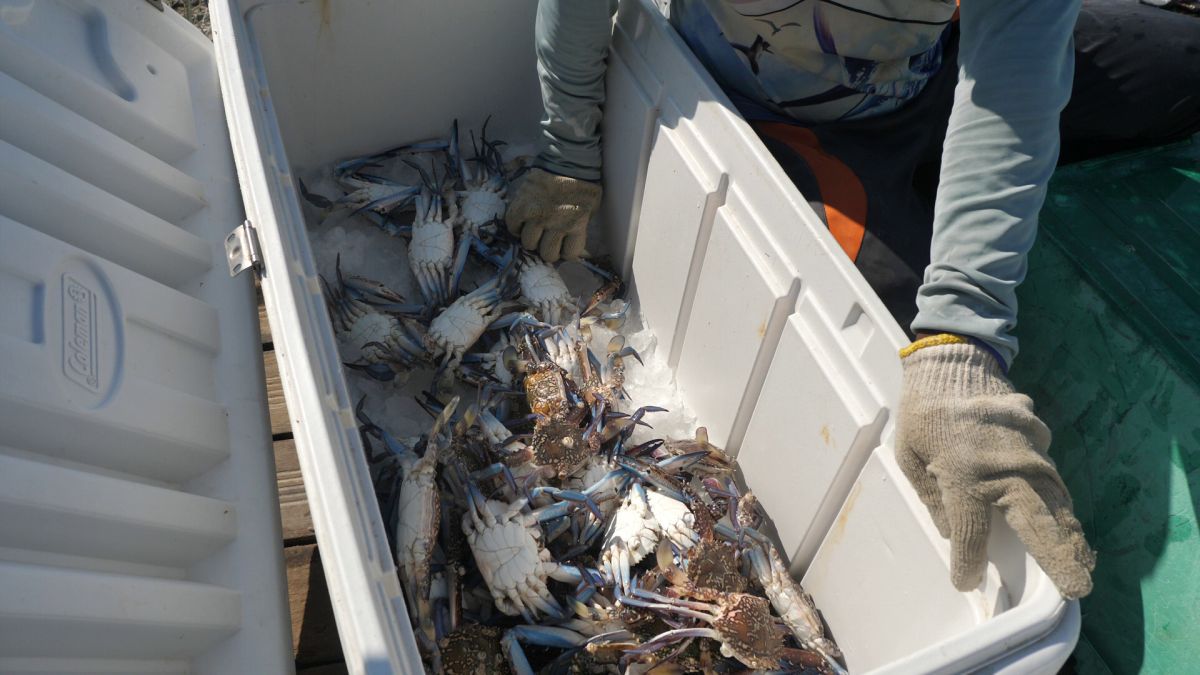 Am asistat la ritualul aducerii, scoaterii și spălării crabilor în Piața de Pește din Doha » Câți bani au încasat pescarii indieni pentru captura de jumătate de tonă, într-o zi de muncă