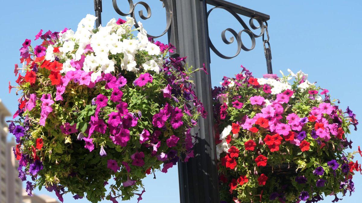 Ce îl așteaptă pe Florinel Coman în Qatar? „Chirie de zece mii de euro pe lună, șofer! Dar nu veneau la antrenament”