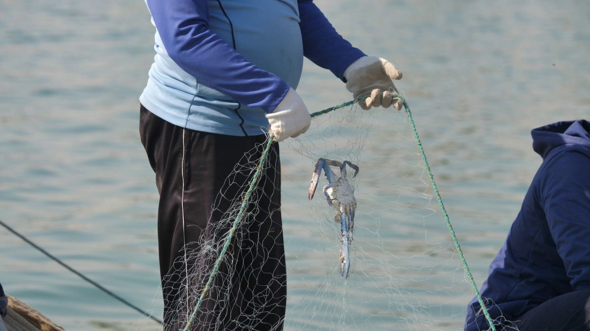 La pescuit de crabi în Doha