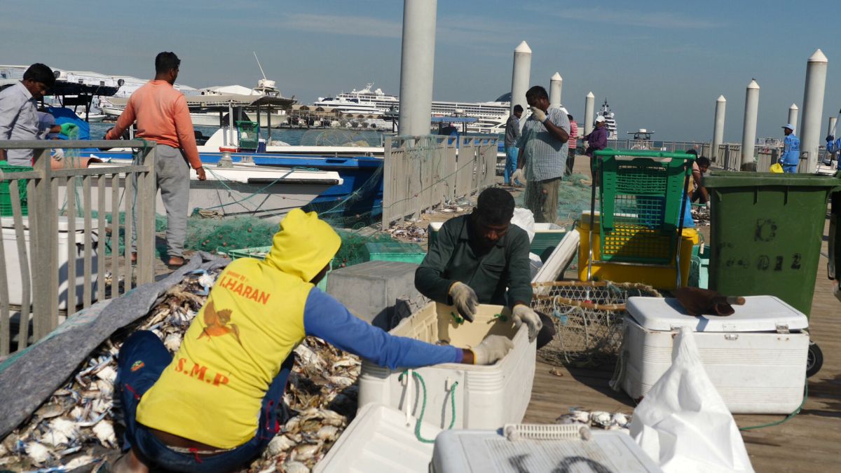 Am asistat la ritualul aducerii, scoaterii și spălării crabilor în Piața de Pește din Doha » Câți bani au încasat pescarii indieni pentru captura de jumătate de tonă, într-o zi de muncă