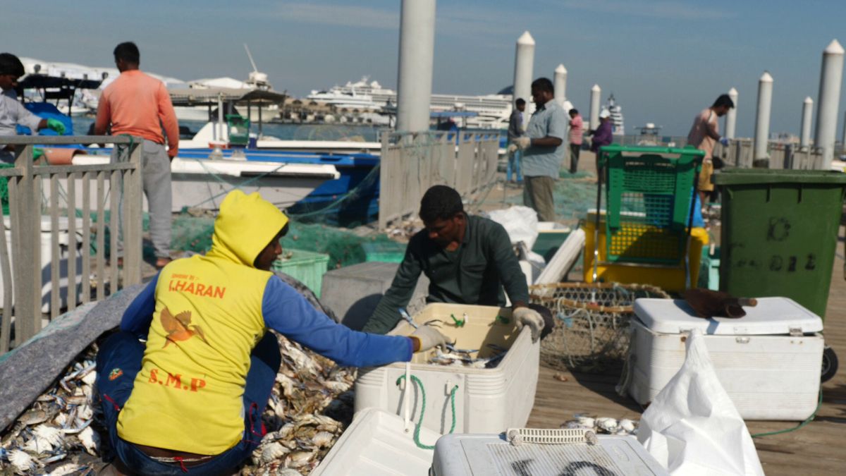Am asistat la ritualul aducerii, scoaterii și spălării crabilor în Piața de Pește din Doha » Câți bani au încasat pescarii indieni pentru captura de jumătate de tonă, într-o zi de muncă