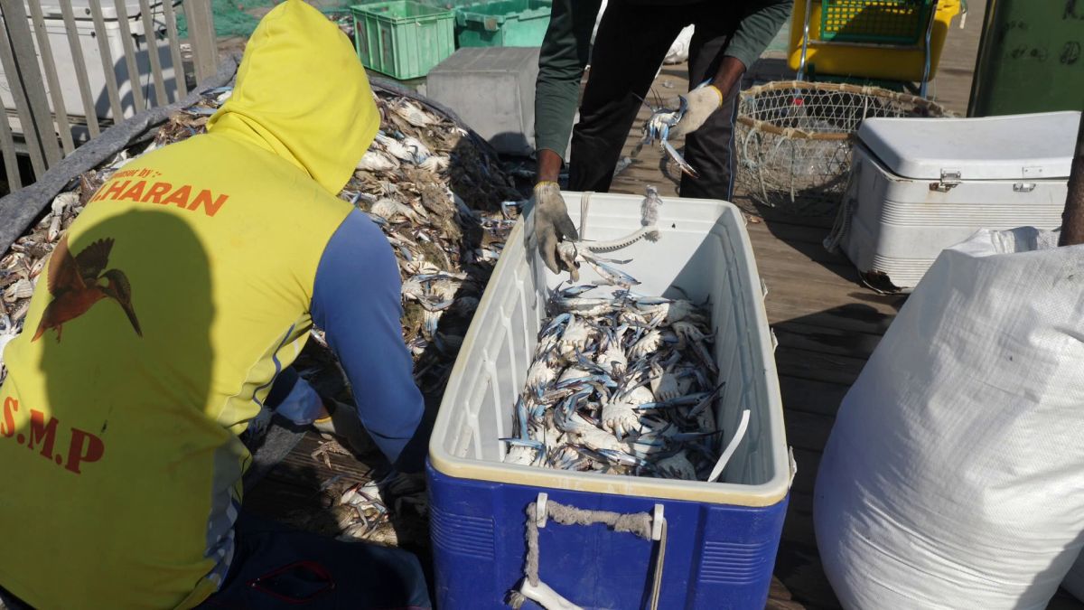 Am asistat la ritualul aducerii, scoaterii și spălării crabilor în Piața de Pește din Doha » Câți bani au încasat pescarii indieni pentru captura de jumătate de tonă, într-o zi de muncă