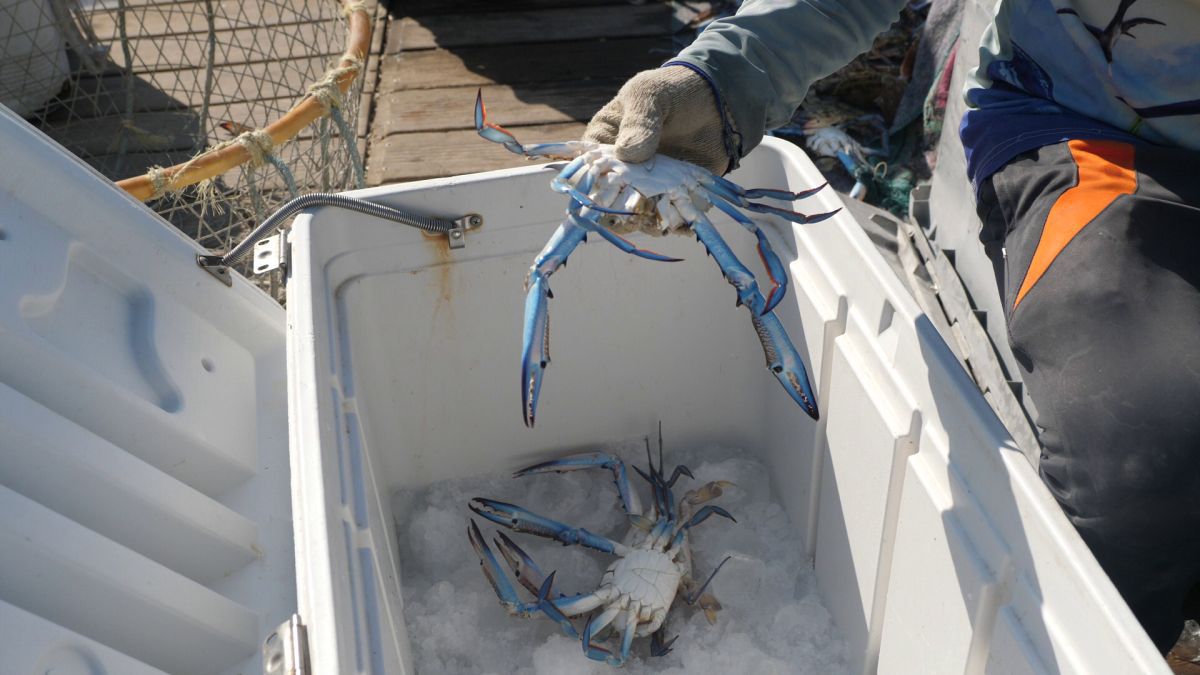 La pescuit de crabi în Doha