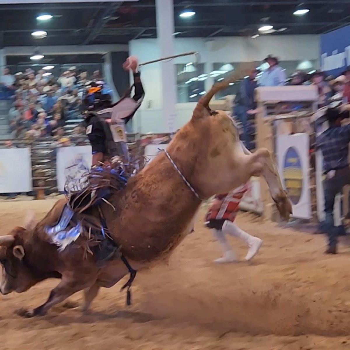 Najiah Knight vrea să devină prima femeie campioană mondială la rodeo cu tauri