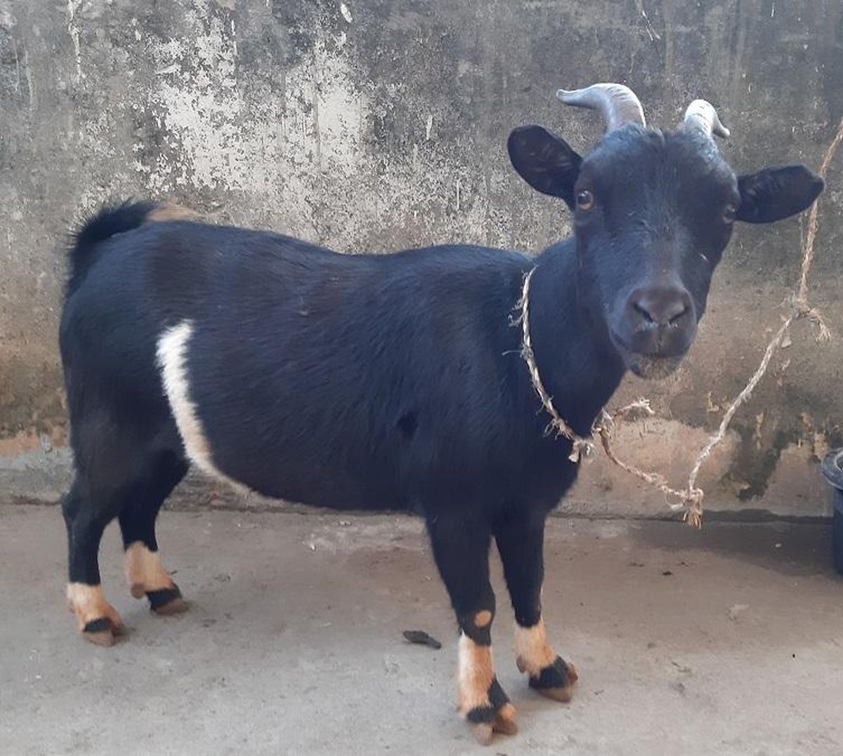 Imagini tari cu Dawa în vacanță » Incredibil unde a ales să se relaxeze! Gestul cu care i-a surprins pe locuitori