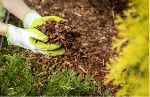 Ce rol are mulcirea solului și când se face?