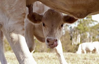 EXCLUSIV Cel mai tare transfer din fotbalul românesc! „Am semnat și mi-a dat un vițel! A negociat fratele tatălui, care era mai șmecheraș”