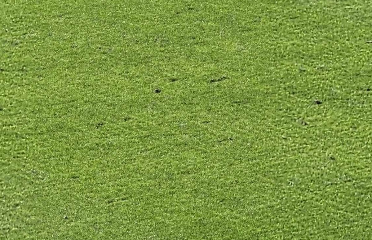 Gazonul din Ghencea suferă! Imagini de la meciul de Cupă, dintre CSA Steaua și U Cluj