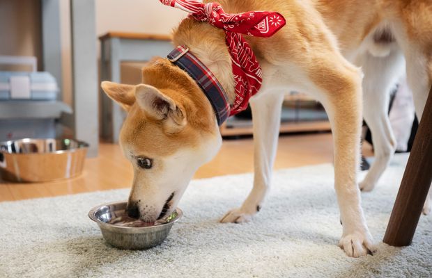 Ce este diferit în hrana uscată destinată câinilor sterilizați?