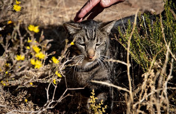 Hrana pisicilor vârstnice