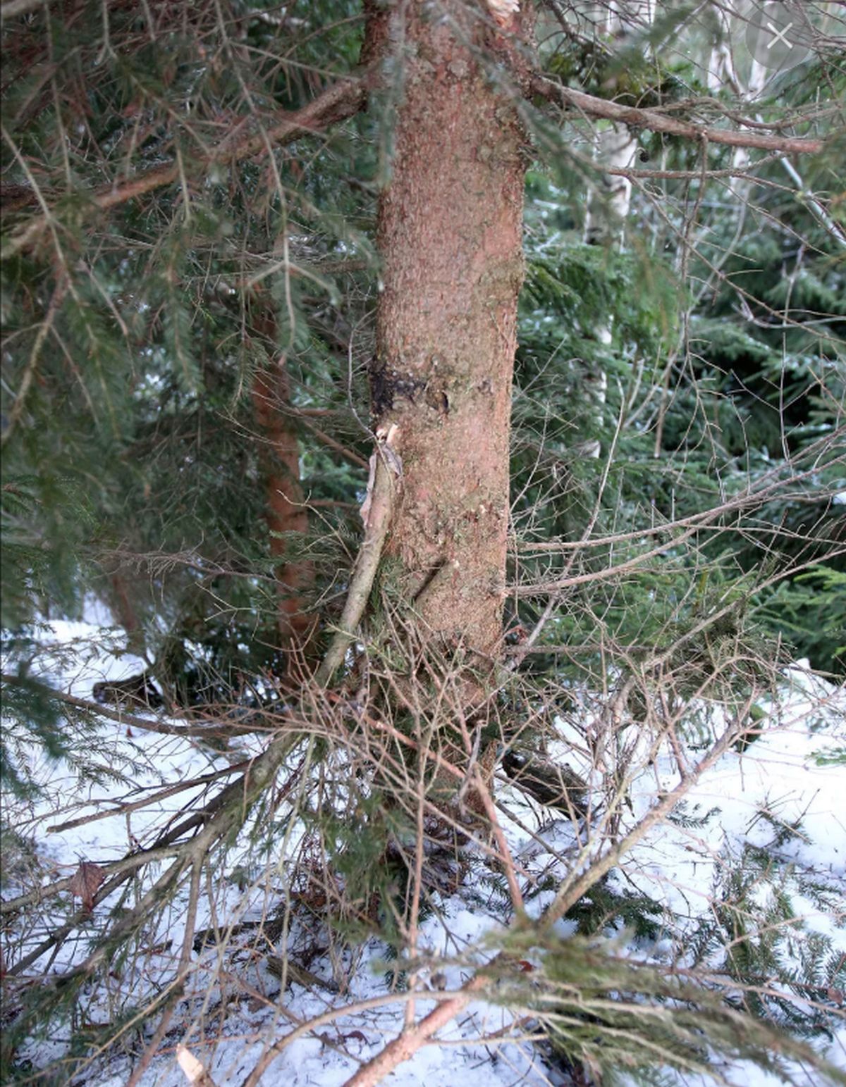 12 ani de la o moarte tulburătoare » Fostul campion european s-a izbit cu sania de pom și a îndurerat o țară întreagă: „Intrat în comă profundă, a murit din cauza rănilor”