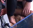 Nemaivăzut! Djokovic s-a prăbușit în lojă și a plâns minute în șir după finala Australian Open