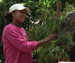 Naomi Osaka revine în tenis la șase luni după ce-a născut » Înainte de turneul de la Brisbane a vizitat urșii koala
