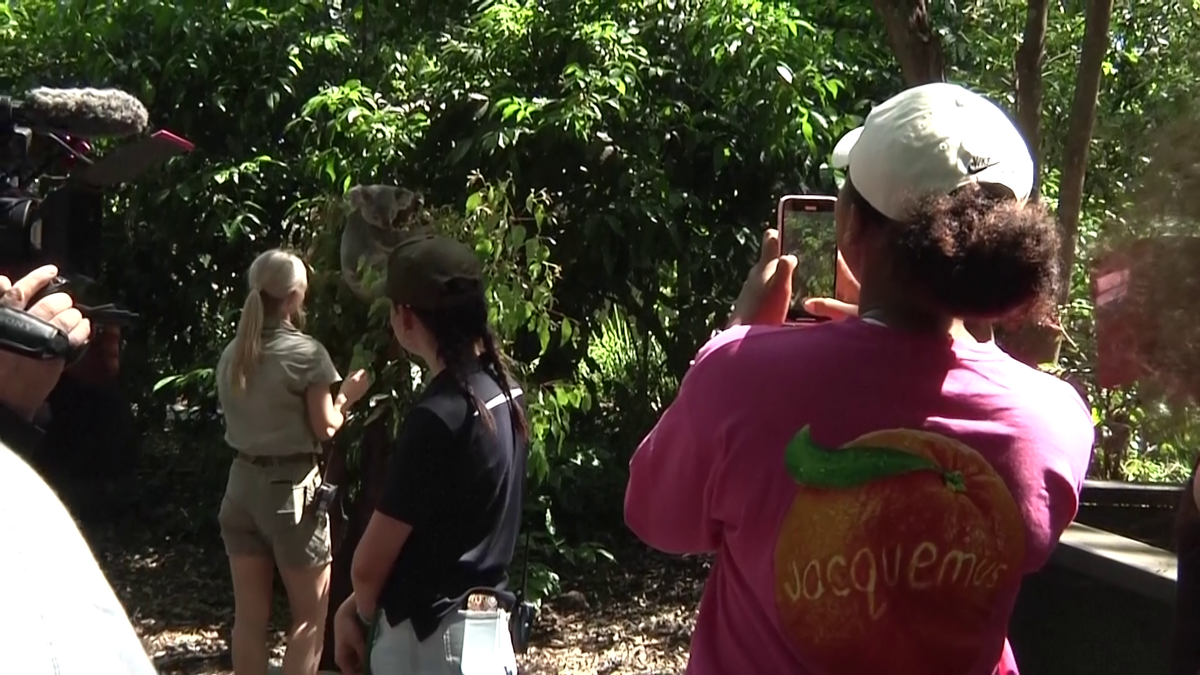 Naomi Osaka revine în tenis la șase luni după ce-a născut » Înainte de turneul de la Brisbane a vizitat urșii koala