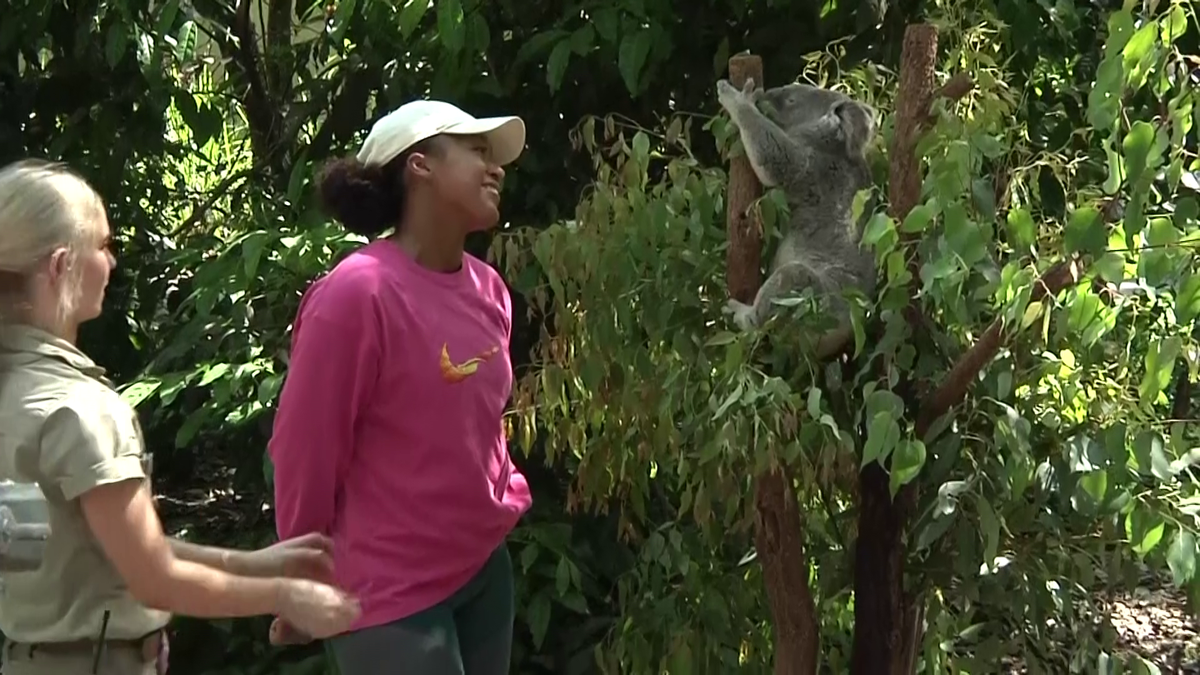 Naomi Osaka revine în tenis la șase luni după ce-a născut » Înainte de turneul de la Brisbane a vizitat urșii koala