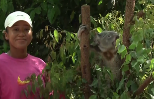 Naomi Osaka revine în tenis la șase luni după ce-a născut » Înainte de turneul de la Brisbane a vizitat urșii koala