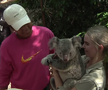 Naomi Osaka a fost fastinată de urșii koala