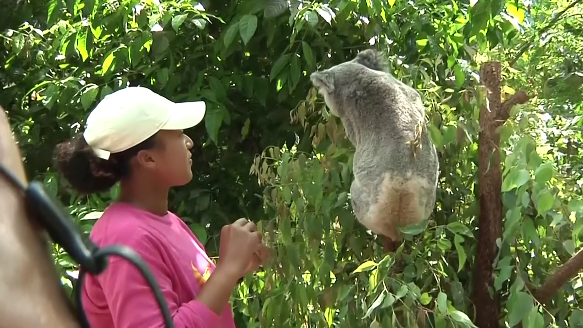 Naomi Osaka revine în tenis la șase luni după ce-a născut » Înainte de turneul de la Brisbane a vizitat urșii koala