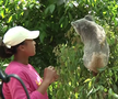 Naomi Osaka a fost fastinată de urșii koala