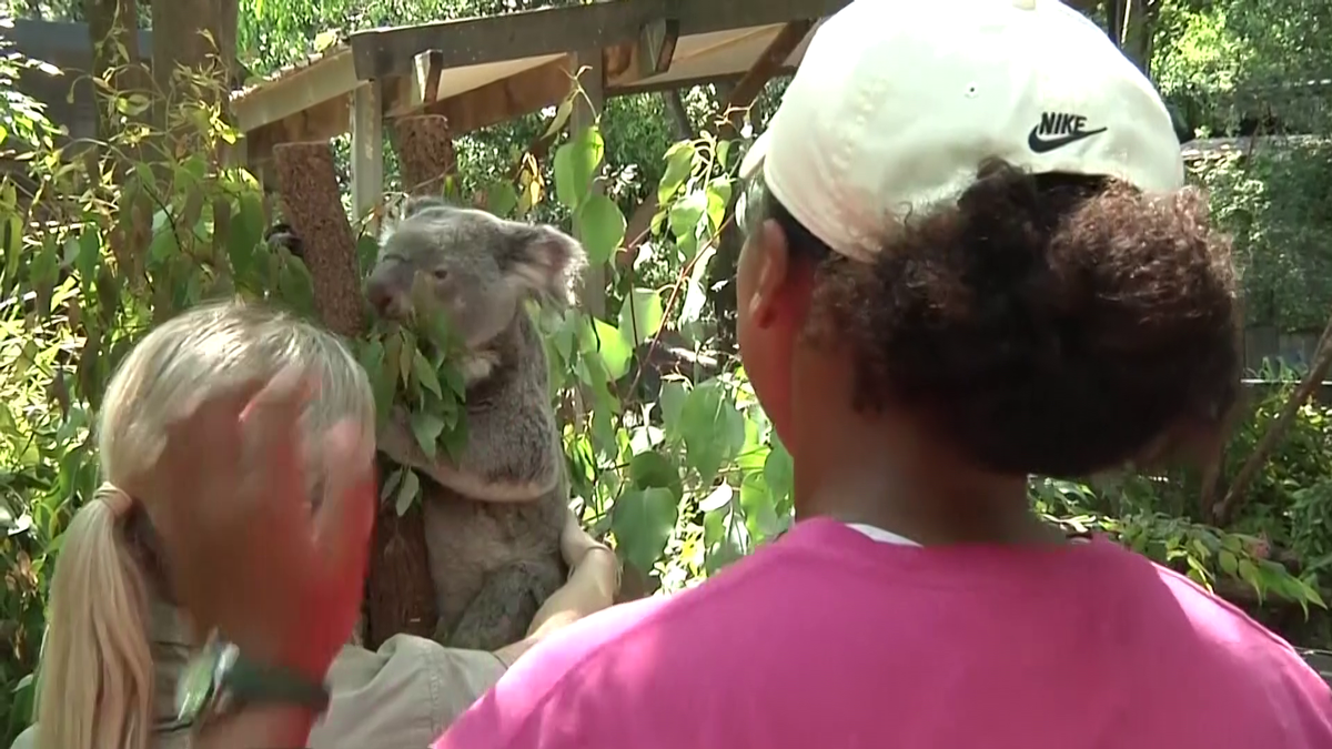 Naomi Osaka a fost fastinată de urșii koala