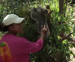 Naomi Osaka a fost fastinată de urșii koala