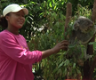 Naomi Osaka revine în tenis la șase luni după ce-a născut » Înainte de turneul de la Brisbane a vizitat urșii koala