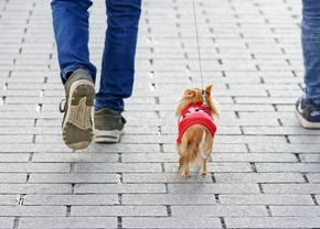 Top 10 rase de câini care au nevoie de mișcare puțină