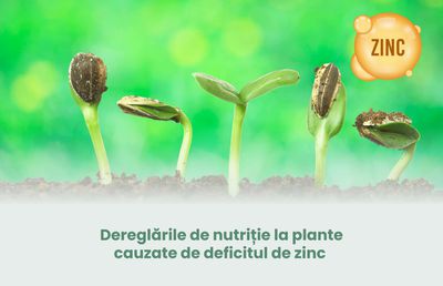 Dereglările de nutriție la plante cauzate de deficitul de zinc - rolul zincului și importanța folosirii corecte a îngrășămintelor