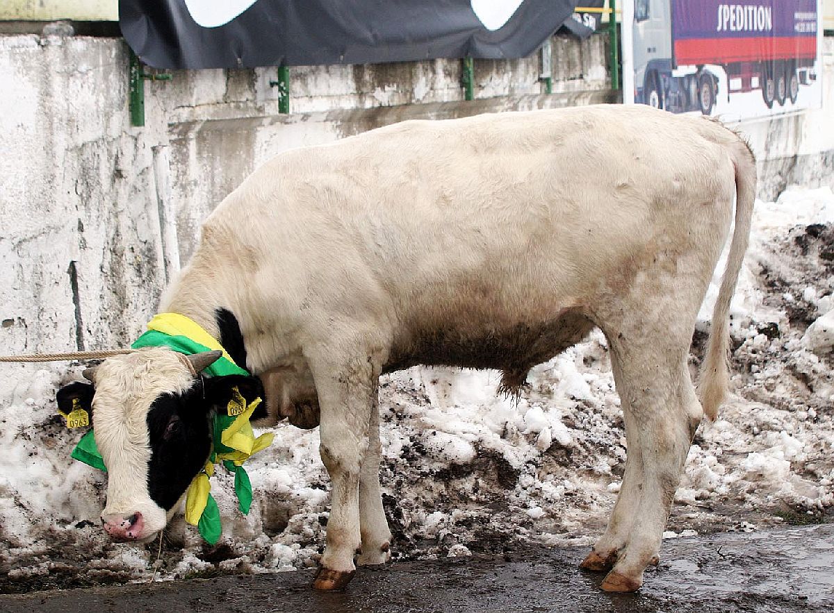 Ce se întâmplă cu brandul și palmaresul lui FC Vaslui, la 11 ani de la desființare » Motivul care împiedică revenirea: „Au început să se agite”