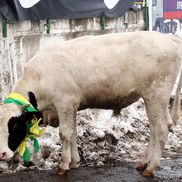 În sezonul 2005-2006, o vacă a fost adusă la meciul Vasluiului cu Gloria Bistrița / Sursă foto: Arhivă Gazeta Sporturilor