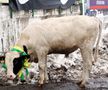 În acel sezon, o vacă a fost adusă la meciul Vasluiului cu Gloria Bistrița / Sursă foto: Arhivă Gazeta Sporturilor