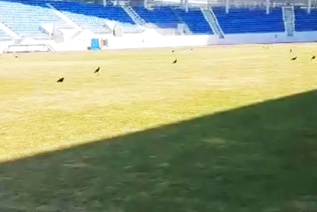 Horror! Gazonul pe care se joacă derby-ul primei etape din Superligă arată groaznic: ars de soare și „invadat” de ciori  » Cum a ajuns în această stare