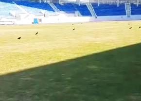 Horror! Gazonul pe care se joacă derby-ul primei etape din Superligă arată groaznic: ars de soare și „invadat” de ciori  » Cum a ajuns în această stare