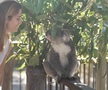 Maria Sakkari și Stefanos Tsitsipas au hrănit girafe la Grădina Zoologică Taronga din Sydney
