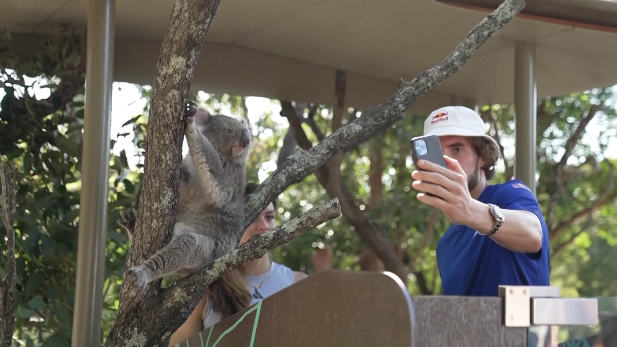 Maria Sakkari și Stefanos Tsitsipas au hrănit girafe la Grădina Zoologică Taronga din Sydney